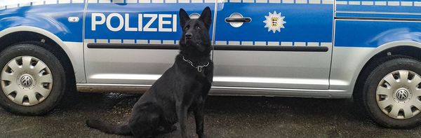 Ein deutscher Schaeferhund sitzt vor einem Polizei-Fahrzeug