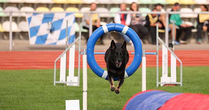 Qualifikationsturnier WUSV/ Mannschaft Qualifikationsturnier WUSV/ Mannschaft