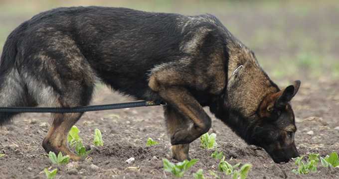 SV-Bundesfährtenhundprüfung