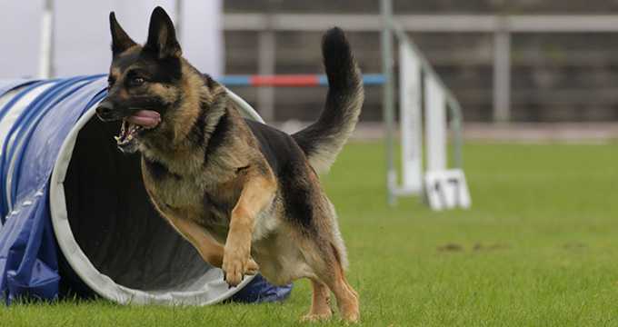 SV-Meisterschaft Agility und Bundesliga-Finale