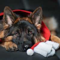 © Andrea Pavel - Verein für Deutsche Schäferhunde (SV) e.V.