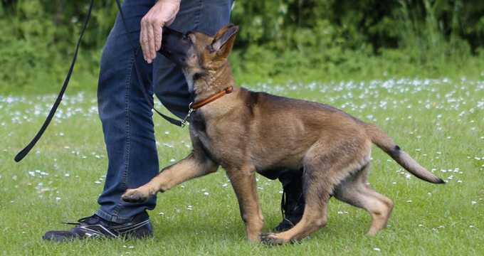 Aktiv mit Hund