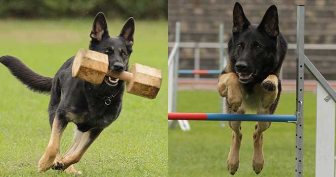 SV-Bundessiegerprüfung IGP  Agility