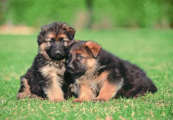 essay on german shepherd