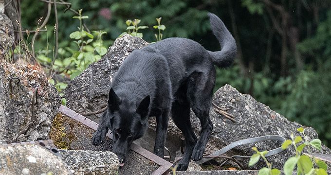 SV-Bundessiegerprüfung für Spezialhunde  Internationales Championat  SV-Deutsche Meisterschaft Spezialhunde