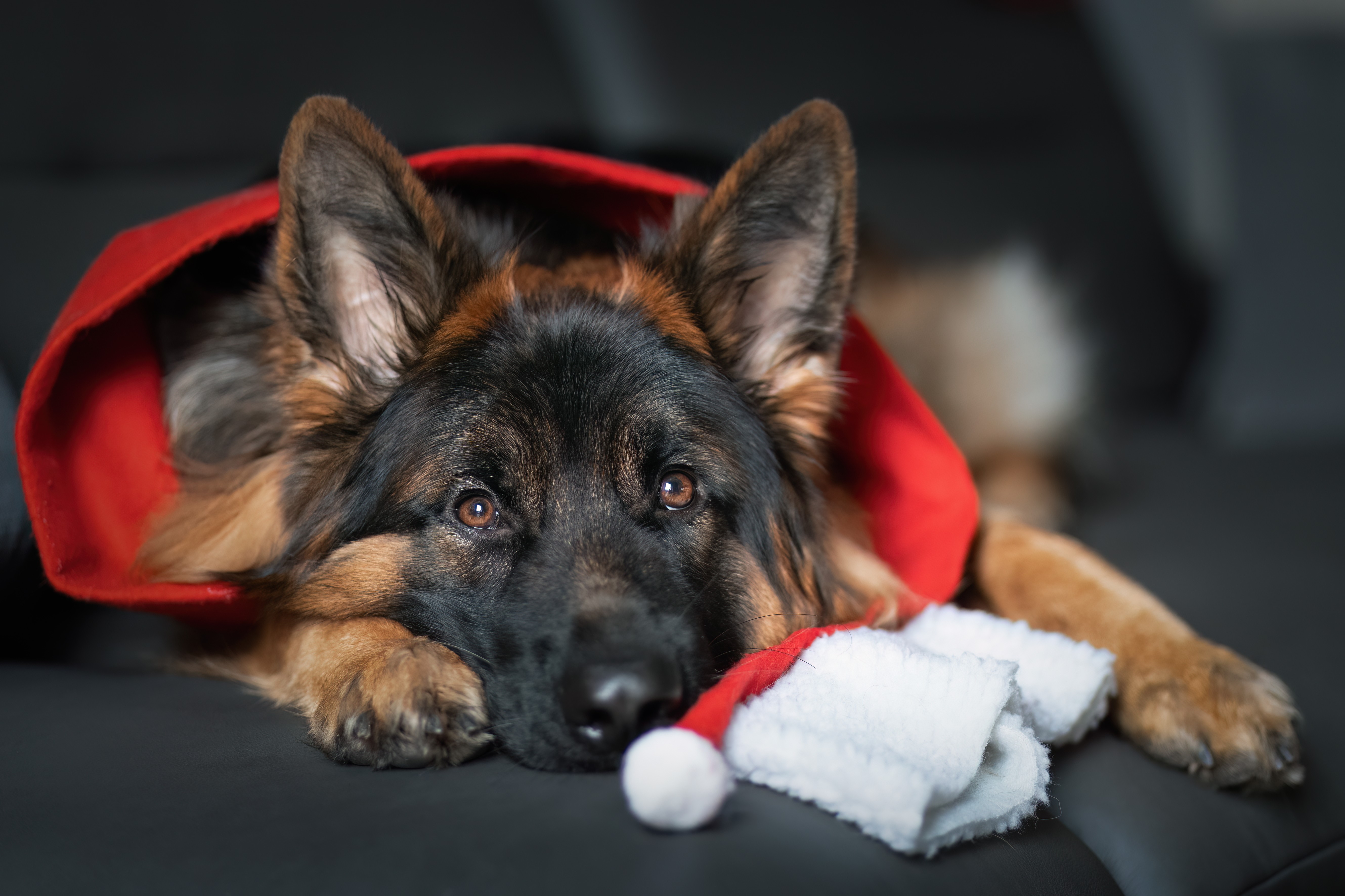 © Andrea Pavel - Verein für Deutsche Schäferhunde (SV) e.V.