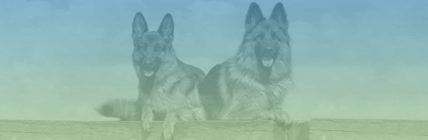 Zwei deutsche Schaeferhunde 